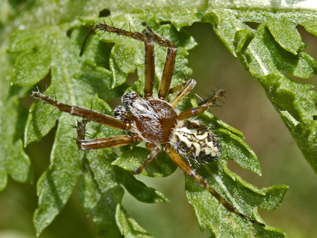 Aculepeira sp., maschio - Valle Argentera (TO)